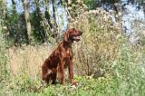 SETTER IRLANDAIS 080